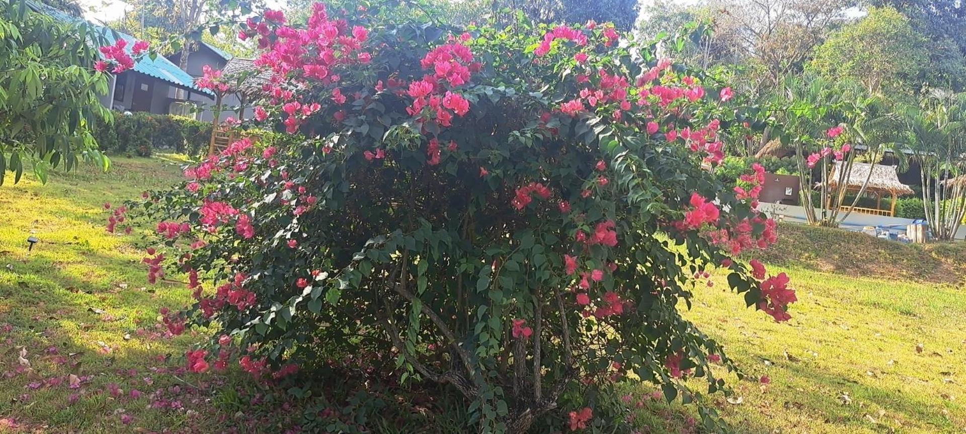 Siam Flora Resort Ko Lanta Exteriör bild