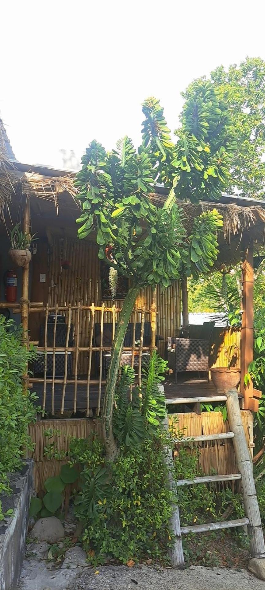 Siam Flora Resort Ko Lanta Rum bild