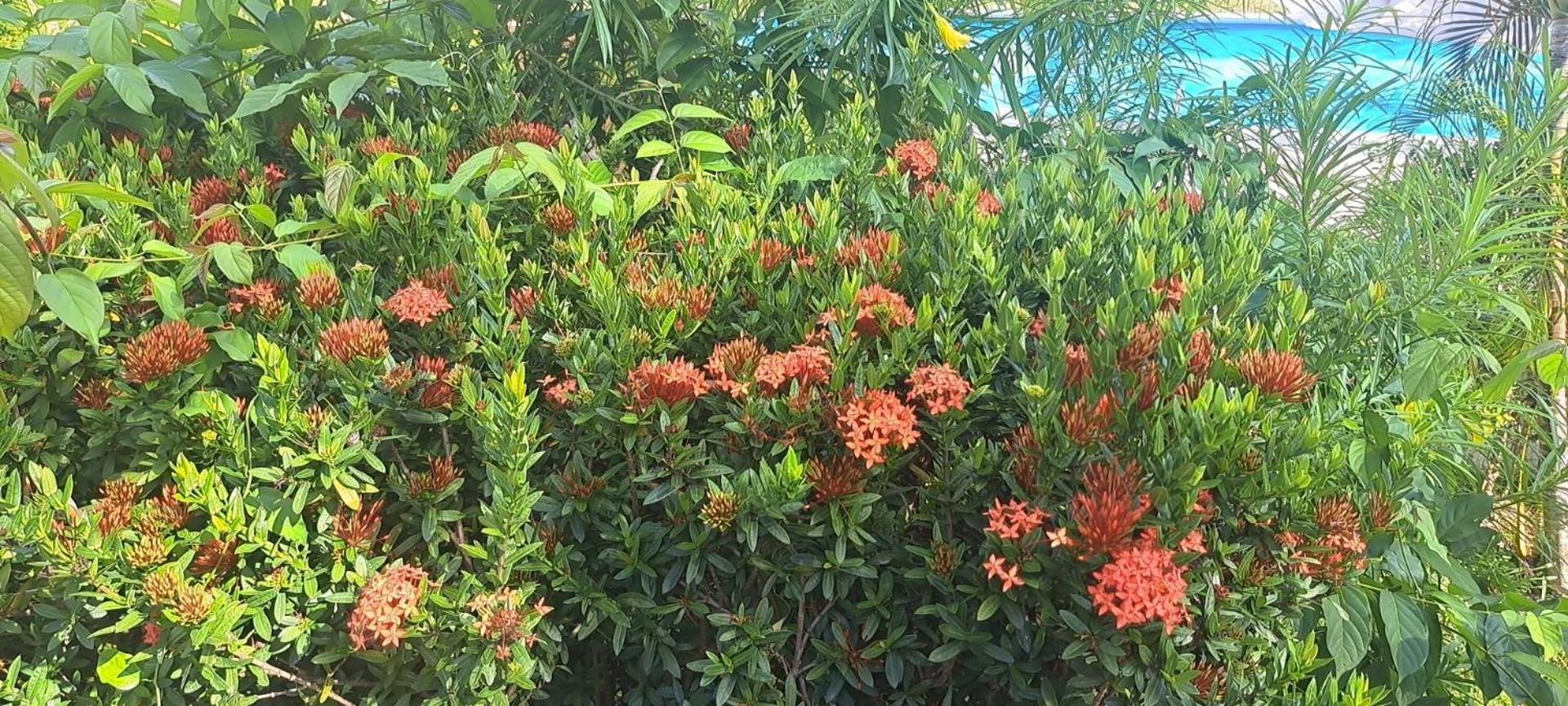 Siam Flora Resort Ko Lanta Exteriör bild