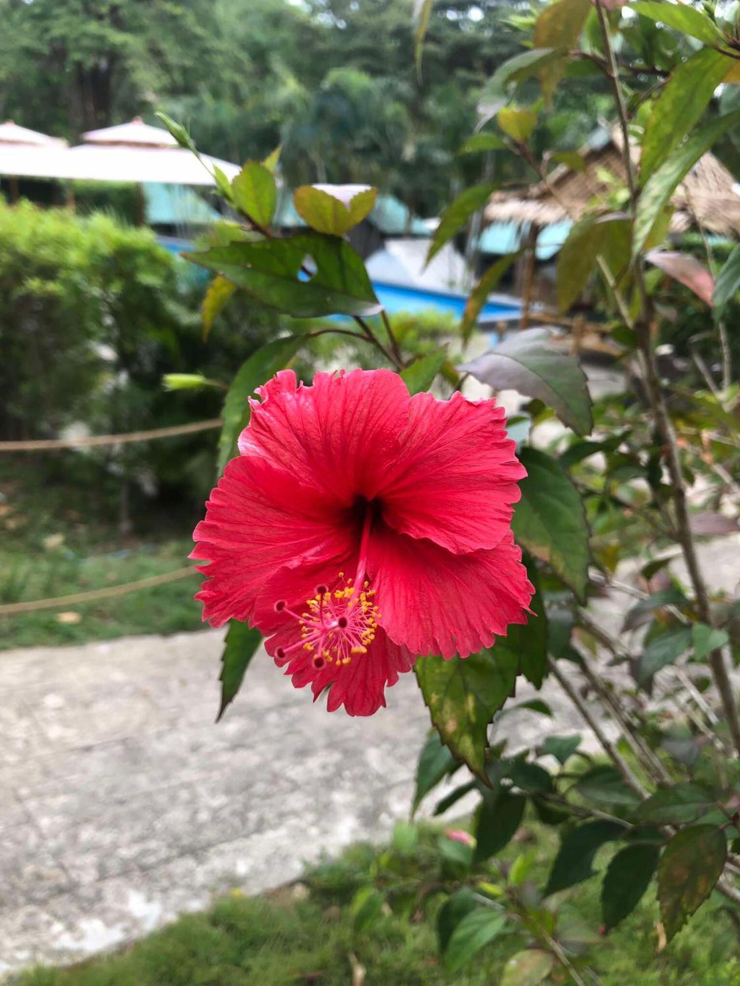 Siam Flora Resort Ko Lanta Exteriör bild